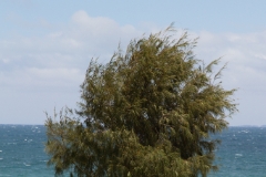 IMG 8568