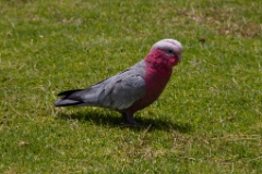 IMG 8580