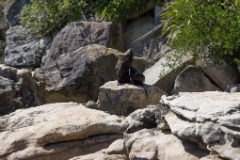 IMG 0236